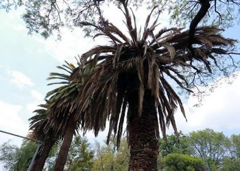 Se retiran palmeras muertas en Polanco