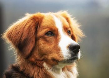 ¿Sabes cuántos años tiene tu perro?