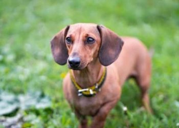 Los perros lloran de alegría al reunirse con sus propietarios