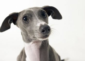 Estudian el primer caso de viruela del mono en un perro en Francia