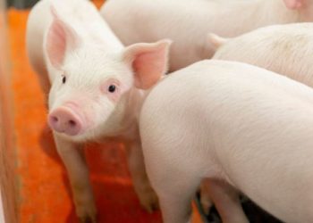 México y Estados Unidos acuerdan estrategia conjunta contra peste porcina en el Caribe