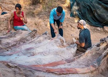 Hallan en Portugal un enorme dinosaurio saurópodo del periodo Jurásico