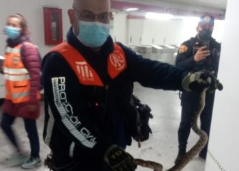 Encuentran a serpiente en la estación Boulevard Puerto Aéreo del Metro