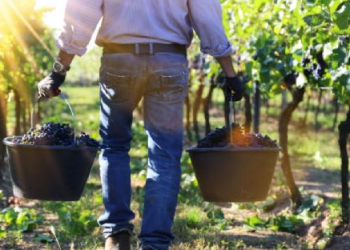 Pilar Meré: Vendimia, la fiesta más importante del vino