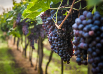 En México ha detonado la viticultura; actualmente 14 estados producen vino