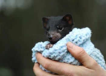 Nacen cachorros de demonio de Tasmania en Australia