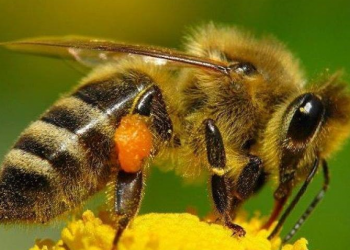 Abejas Yucatecas van por el campeonato nacional de miel