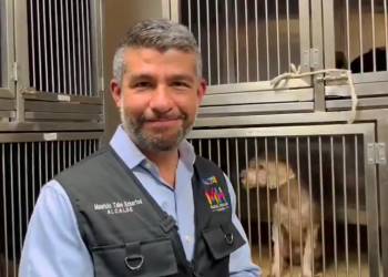 Invitan a adoptar lomitos en la alcaldía Miguel Hidalgo. Te contamos