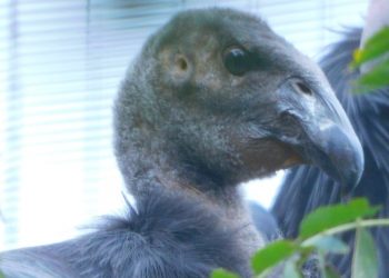 Crías de cóndor del Zoológico de Chapultepec ya tienen nombre