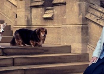 ¿Qué pasará con los perritos corgis de la reina Isabel II? Aquí te decimos