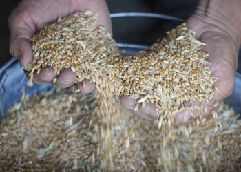 ¿Habrá una crisis alimentaria a nivel mundial? Esto dijo el FMI