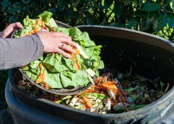 Entérate del porcentaje de alimentos que se desperdician en el mundo