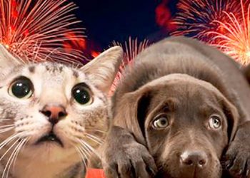¿Por qué los cohetes afectan a las mascotas?