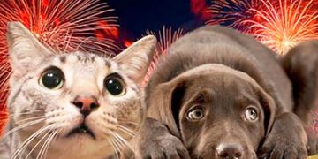 ¿Por qué los cohetes afectan a las mascotas?