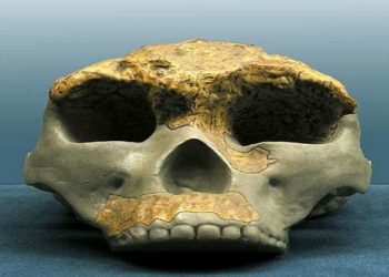 Hallan cráneo humano que habría vivido en este periodo de tiempo