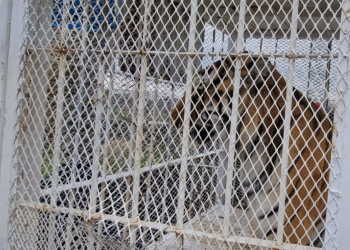 Salvan a dos tigres de bengala que sufrían maltrato