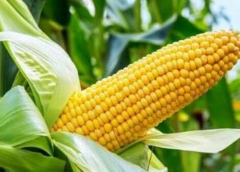 ¿Sabías qué el maíz se utiliza en México desde hace 10 mil años?, esto nos dijo una experta