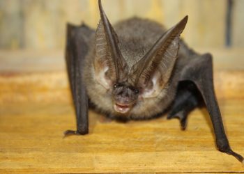 Un nuevo virus de murciélago acecha a los seres humanos