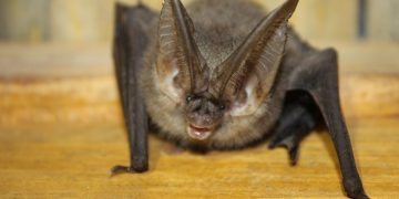 Un nuevo virus de murciélago acecha a los seres humanos