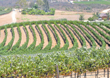 Organización pide que el Valle de Guadalupe sea declarado como un bien patrimonial para evitar su desaparición