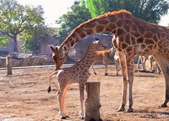 Ve PAN opacidad en manejo de zoológicos en CDMX, acá te contamos por qué