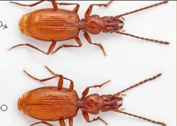 Bautizan a escarabajo con nombre de famoso tenista