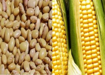 Busca SADER elevar 10% producción de maíz y frijol para combatir inflación