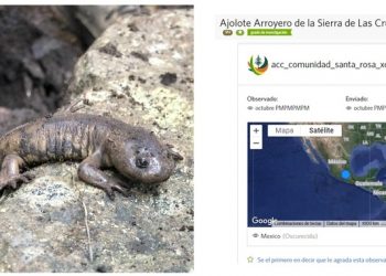 En la CDMX hay más 9 mil especies de flora y fauna que conforman nuestro ecosistema