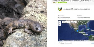 En la CDMX hay más 9 mil especies de flora y fauna que conforman nuestro ecosistema
