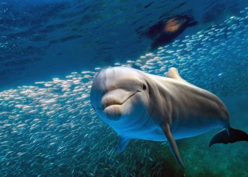 Iniciativa aprobada en fast track por diputados pone en peligro a los delfines