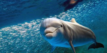 Iniciativa aprobada en fast track por diputados pone en peligro a los delfines