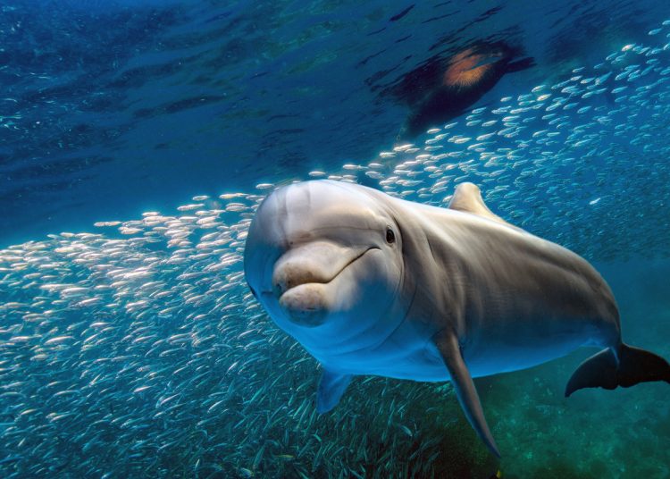 dolphin underwater on ocean background looking at you with school of fish and sea lion background