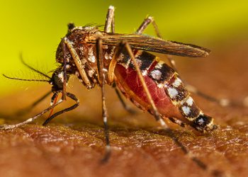 Salud confirma casos de dengue en Tamaulipas