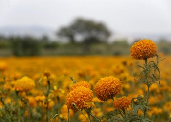 Flores de cempasúchil listas para atraer a las almas, conoce el proceso