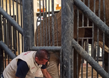 Crean comisión para vigilar las condiciones de elefante en Zoológico capitalino