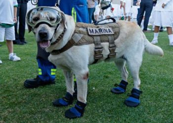 Muy merecido, este será el reconocimiento que le harán a la perrita Frida