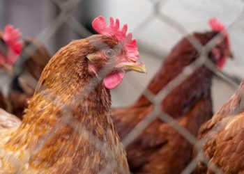 Estas son las acciones que implementa México tras primer caso de gripe aviar