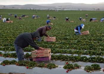 STPS prepara lineamientos para hacer valer los derechos de los jornaleros que laboran en la agroindustria de exportación