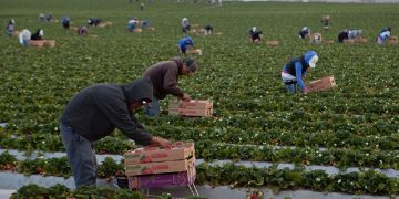 STPS prepara lineamientos para hacer valer los derechos de los jornaleros que laboran en la agroindustria de exportación