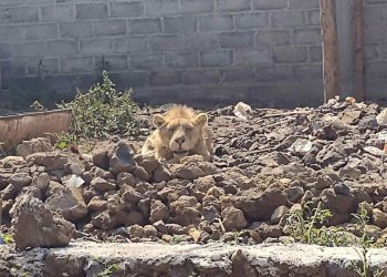 ¿Un león africano en Chalco?