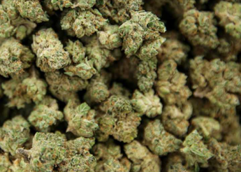 Perdonarán a todos los condenados por posesión de marihuana