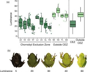 ¿Anfibios mutantes? Esto es lo que sabemos