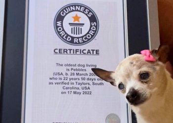 Justo en el cora, murió el lomito más longevo del mundo