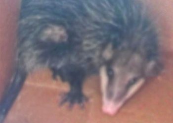 Esto fue lo que encontraron en una guardería de la CDMX