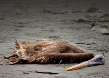 Perú reporta miles de aves marinas muertas por influenza aviar