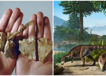 Identifican nueva especie de dinosaurio enano