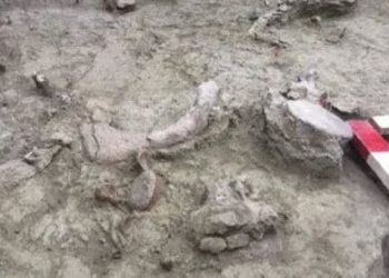 Hallan restos de elefantes de más de 12 mil años