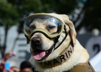Muere Frida, la perrita rescatista de la Secretaría de Marina