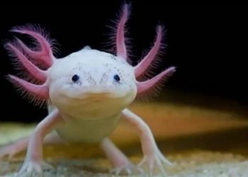 La UNAM busca rescatar a los ajolotes y a su hábitat