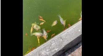 Esto dijo Sedema sobre la muerte masiva de peces en el Lago de Chapultepec